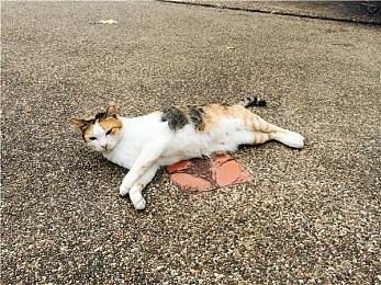 国外用户反映WiiU多年闲置后无法开机运行